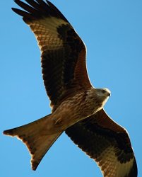 Red Kite