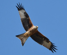 Red Kite