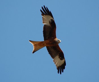 Red Kite in flight