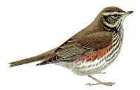 Redwing