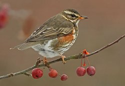 Redwing