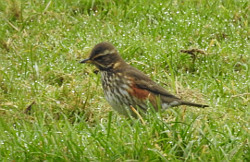 Redwing in grass