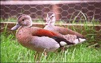 Ringed Teal