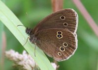 Ringlet