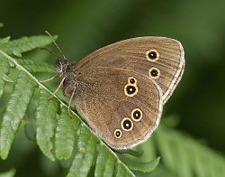 Ringlet