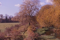 Autumn colours on the river