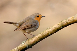 Robin