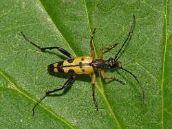 Rutpela maculata