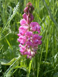 Sainfoin flower