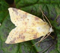 The Sallow