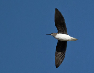 Green Sandpiper