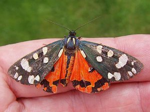 Scarlet Tiger