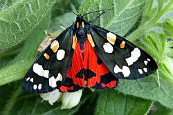 Scarlet Tiger