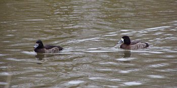 Tuft Duck & Scaup