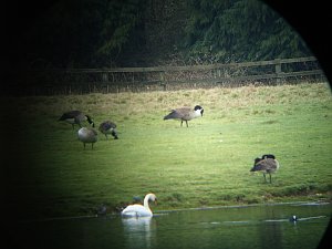 Birds on the pond as seen thorugh the 'scope'