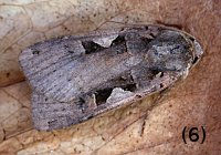 Setaceous Hebrew Character