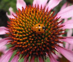 Seven-spot ladybird