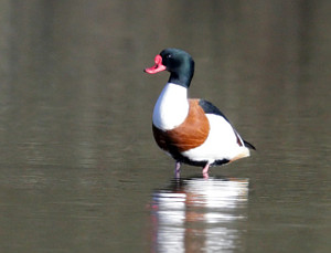 Shelduck