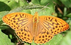 Silver-washed Fritillary