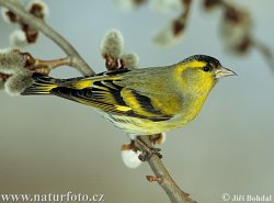 Siskin