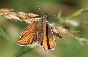 Essex Skipper