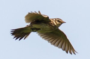 Skylark, Alauda arvenis