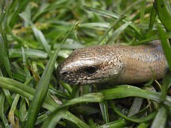 Slow worm