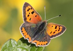 Small Copper