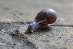 Garden snail