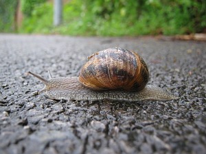 Garden snail