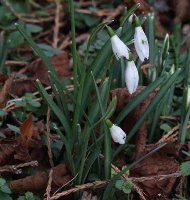 Snowdrop