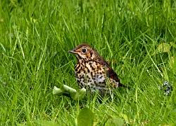 Song Thrush