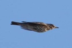 Song Thrush