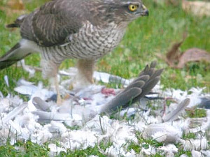 Sparrowhawk eating