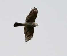 Sparrowhawk