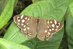 Speckled wood butterfly