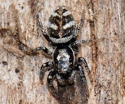 Zebra Spider