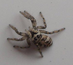 Zebra Spider