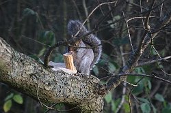 Grey Squirrel