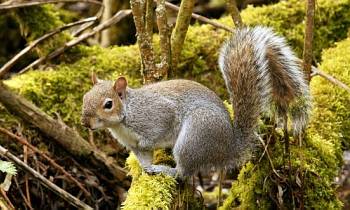 Grey Squirrel