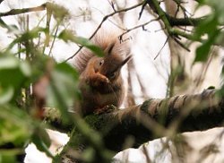 Red Squirrel