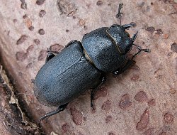 Lesser Stag Beetle