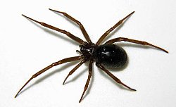 Steatoda grossa