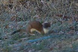 Stoat