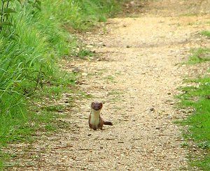 Stoat