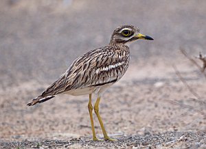 Stone Curlew