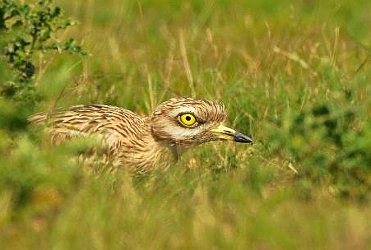 Stone-curlew, Burhinus oedicnemust