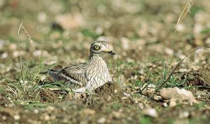 Stone-curlew, Burhinus oedicnemust