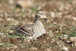 Stone Curlew