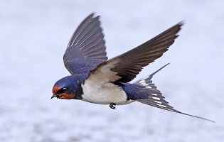 Swallow in flight